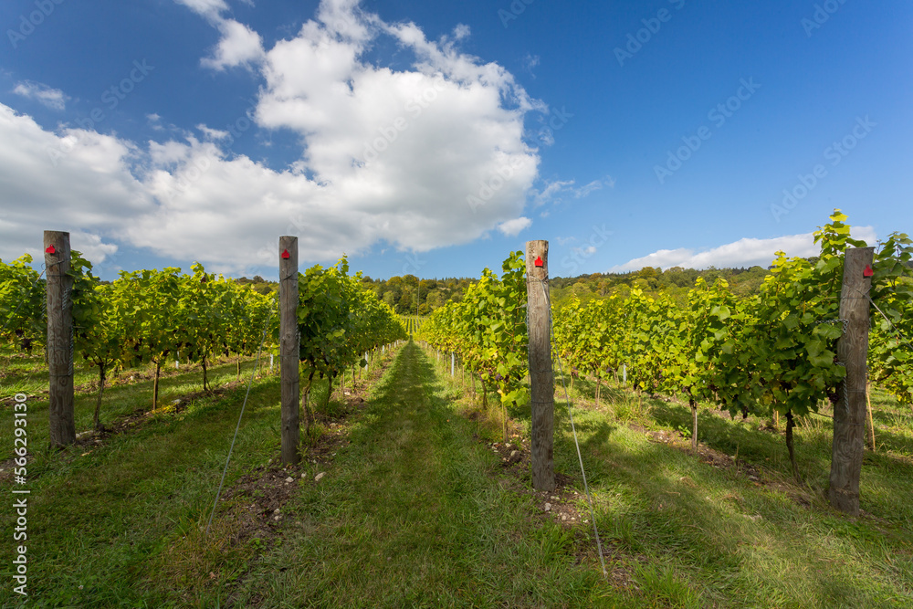 Almost ripe organic grapes growing at an English vineyard ready to make fine quality wine