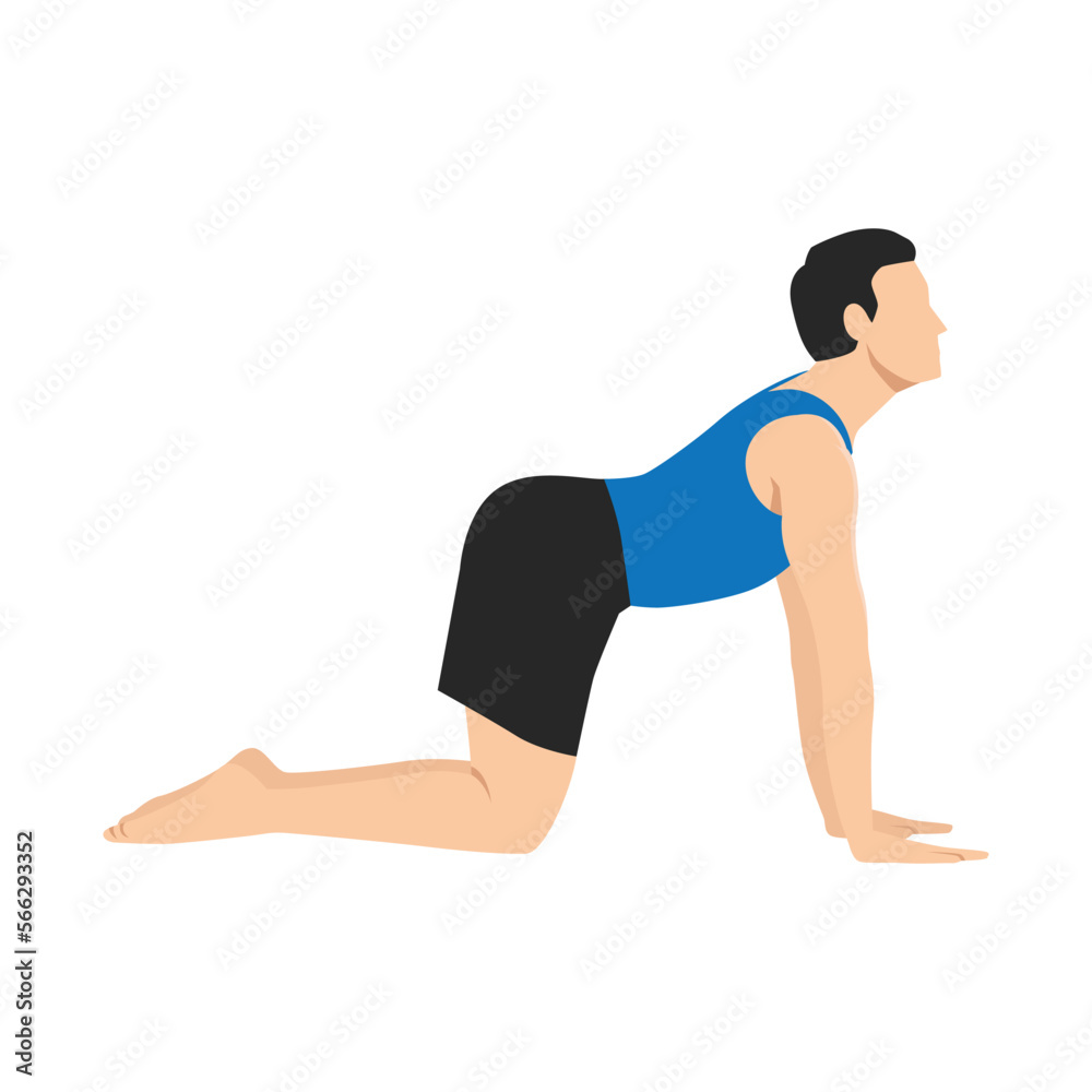 Man doing Cow pose Bitilasana exercise. Flat vector illustration isolated on white background Man doing Cow pose Bitilasana exercise. Flat vector illustration isolated on white background
