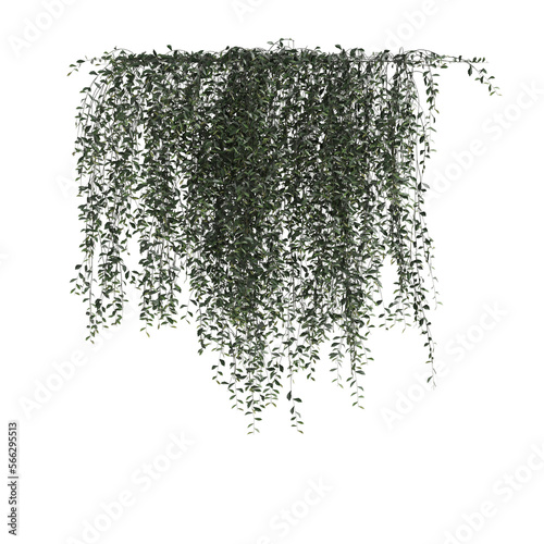 3d illustration of ivy plant isolated on transparent background