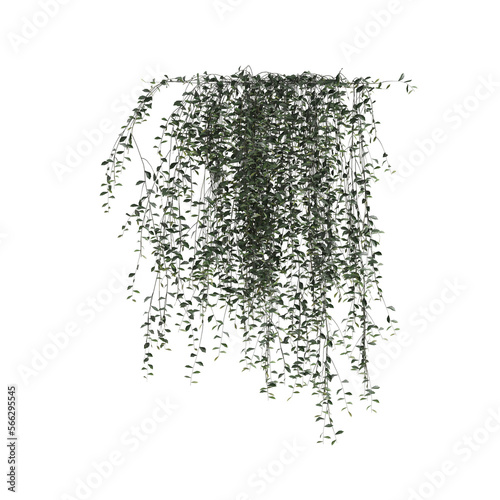 Valokuvatapetti 3d illustration of ivy plant isolated on transparent background