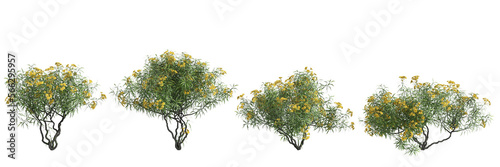 3d illustration of set cascabela thevetia tree isolated on transparent background photo