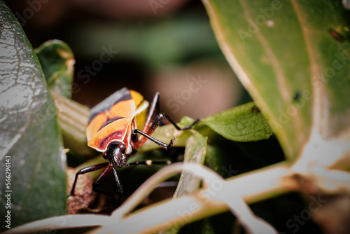 Harlequin Bug photo