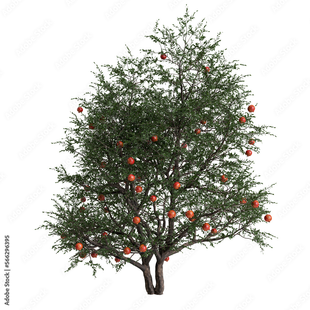 3d illustration of pomegranate tree isolated on transparent background