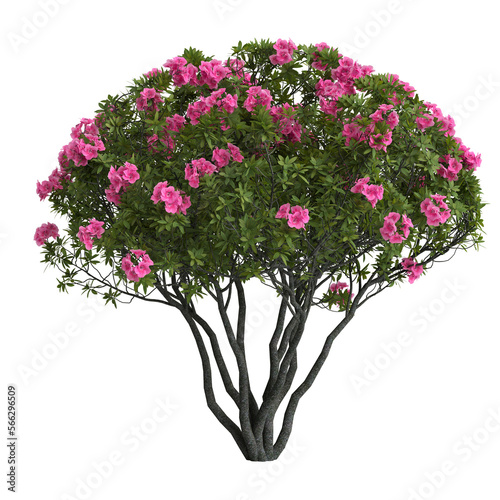 3d illustration of rhododendron bush with pink flower isolated on transparent background