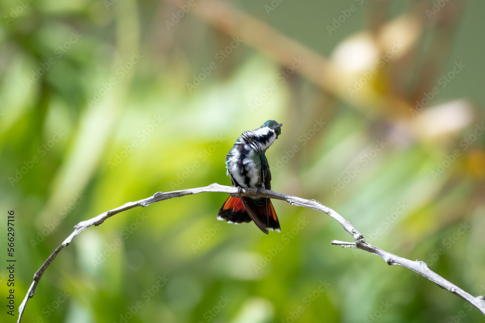 Black-throated Mango hummingbird relaxing and sunbathing in a garden in sunlight.