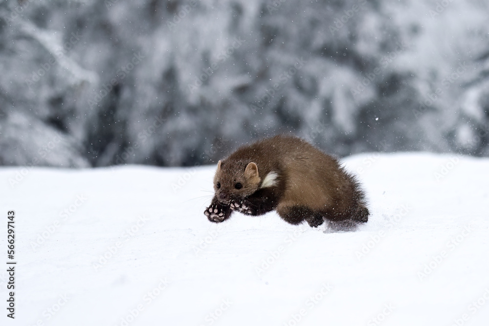Obraz premium Wild animal Beech marten, Martes foina,running in the snow.