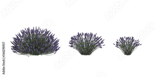 3d illustration of set lavandula flower isolated on transparent background
 photo