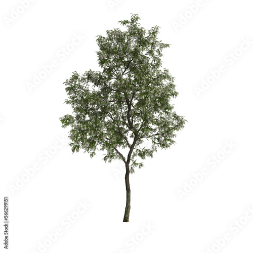 3d illustration of robinia pseudoacacia treeisolated on transparent background
 photo