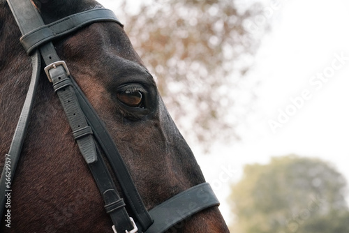 side view of horse eye