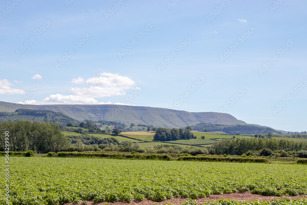 Summertime fields and hedgerows in the
Black mountains of the UK. Summertime fields and hedgerows in the
Black mountains of the UK.