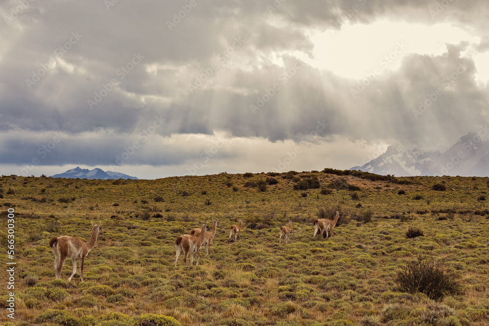 Fototapeta premium Group of guanaco animals in Patagonia Chile