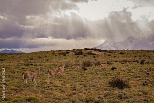 Group of guanaco animals in Patagonia Chile