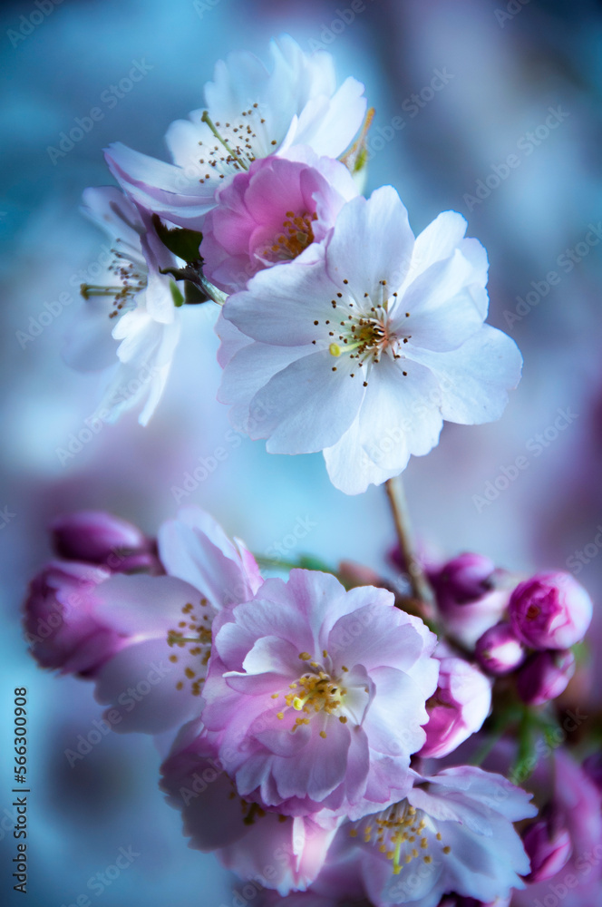 closeup branch of a cherry blossom tree with blur background 