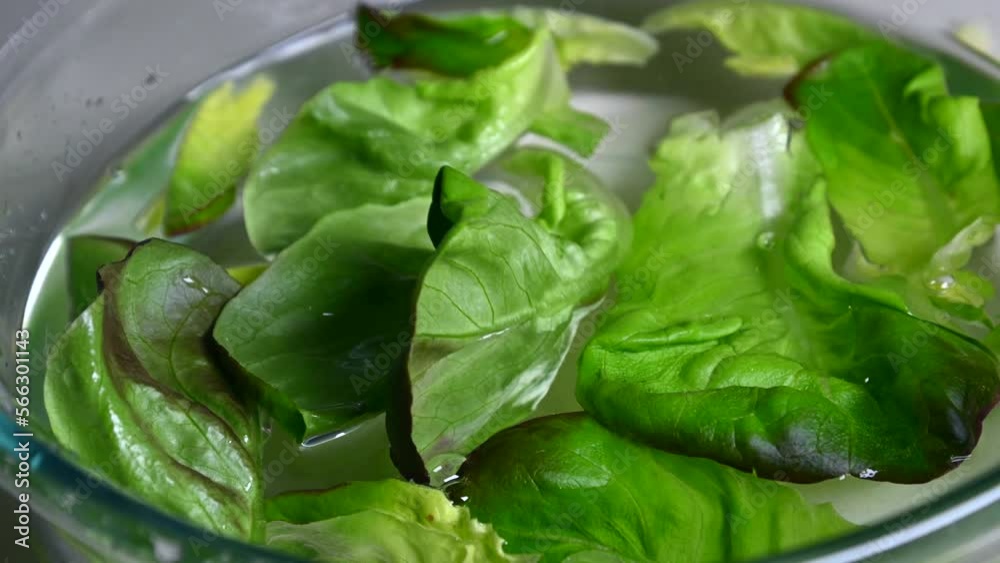 Lettuce leaves or green salad falling into bowl with water, slow motion Lettuce leaves or green salad falling into bowl with water, slow motion