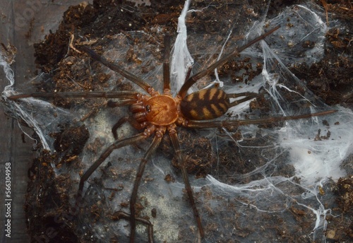 Linothele fallax spider photo