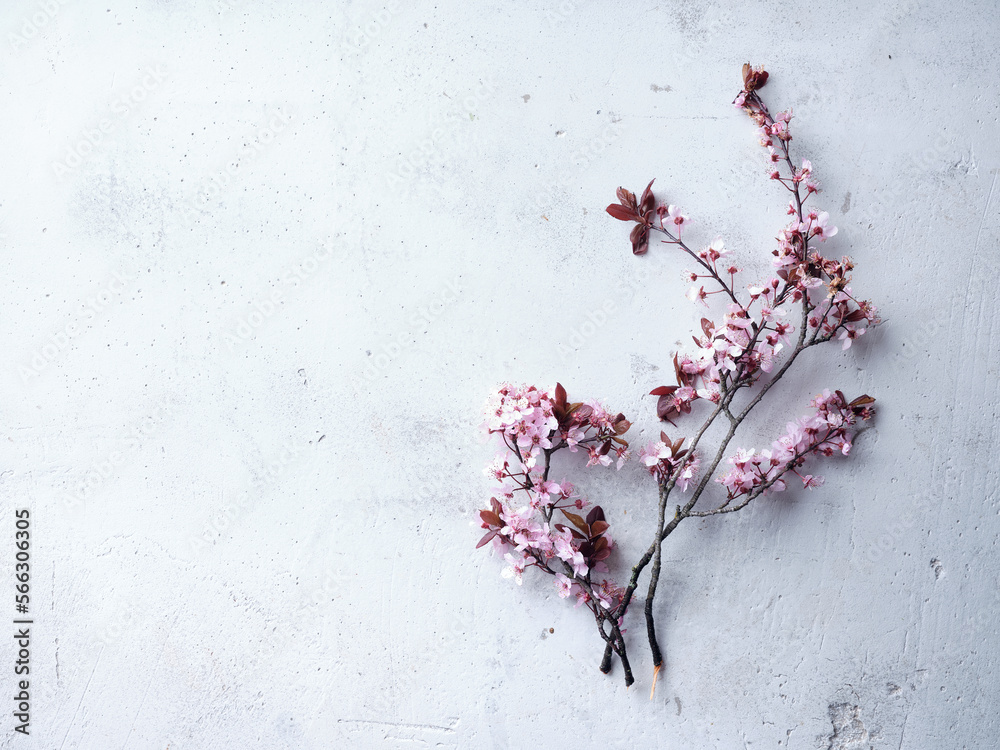 Fototapeta premium Cherry blossoms on concrete background
