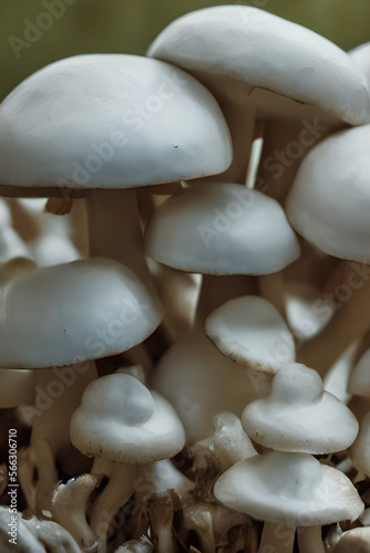 Close up group of white mushrooms, front view.