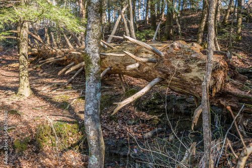 Fallen dead pine tree