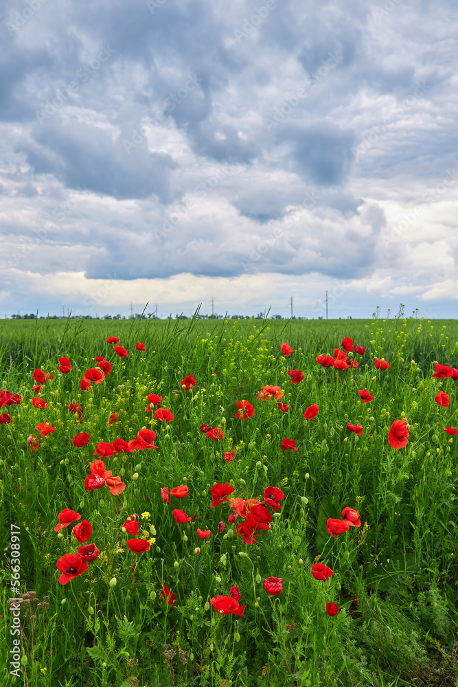 The huge field of red poppies flowers. Sun and clouds.