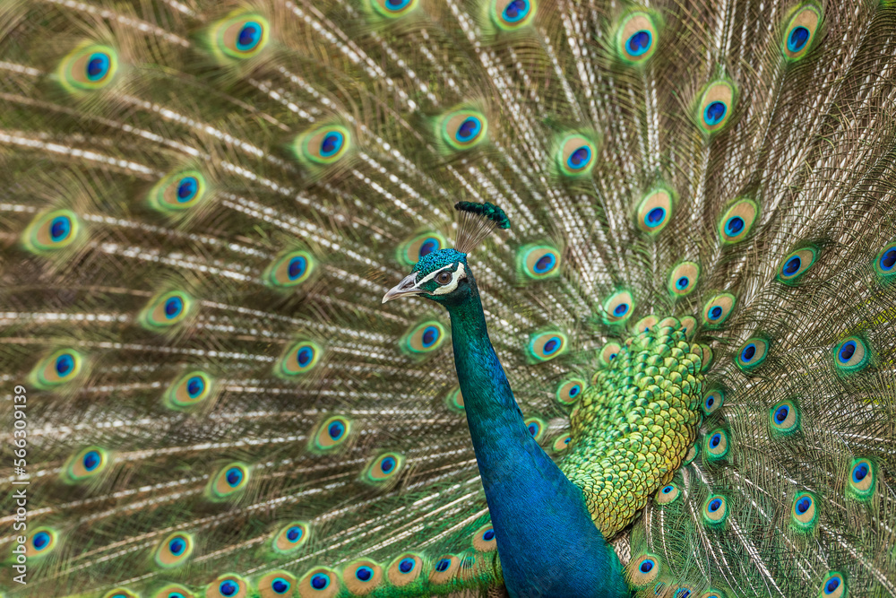 Fototapeta premium peacock with feathers out