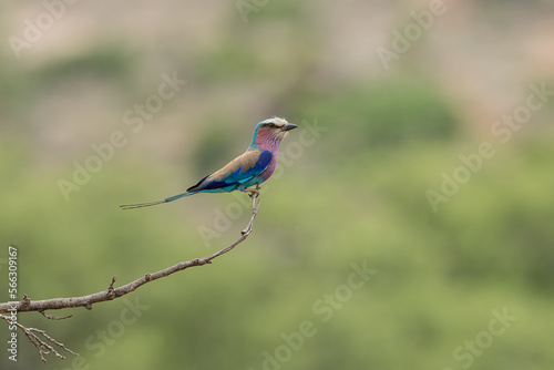 lilac roller on a branch © Tyrone