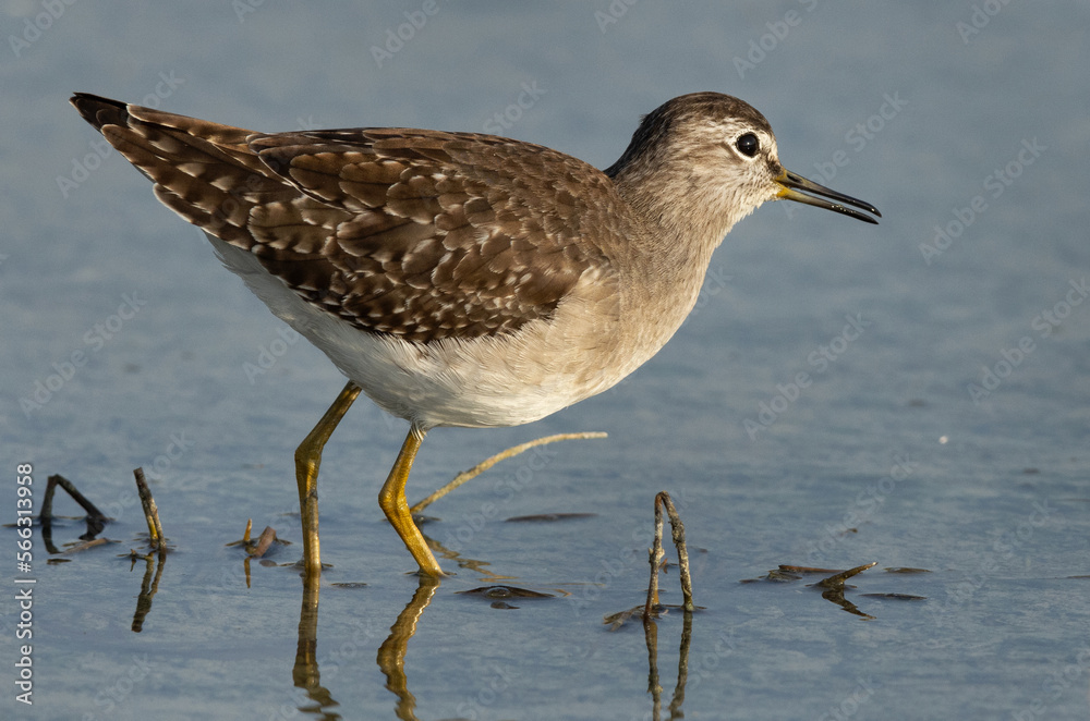 Closeup of a Wood Sandpiper at Asker marsh, Bahrain Closeup of a Wood Sandpiper at Asker marsh, Bahrain