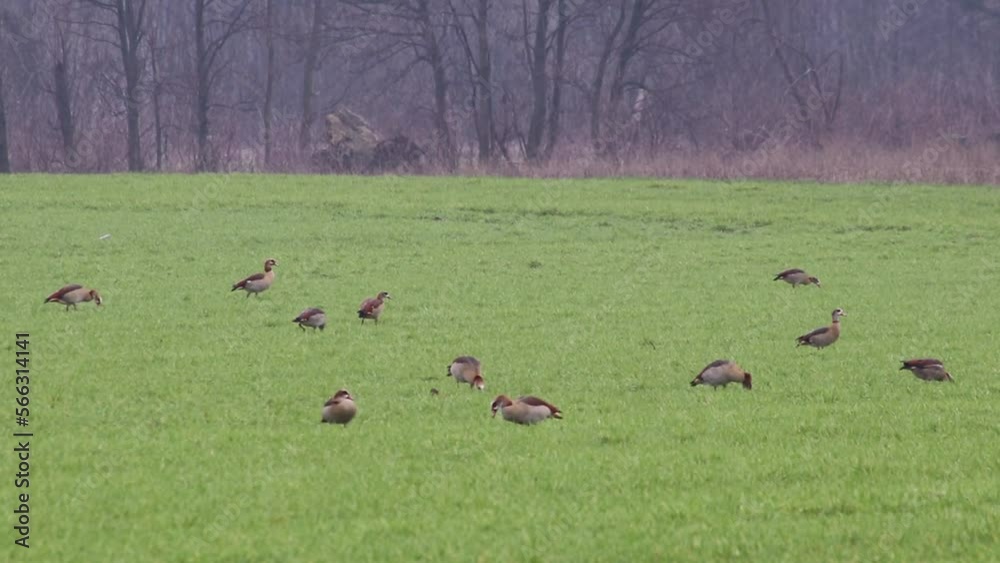 Flock of egyptian gooses on green meadow in winter searching for food and grazing green grass as migrant birds with migration background invading German agricultural fields and farming countryside Flock of egyptian gooses on green meadow in winter searching for food and grazing green grass as migrant birds with migration background invading German agricultural fields and farming countryside