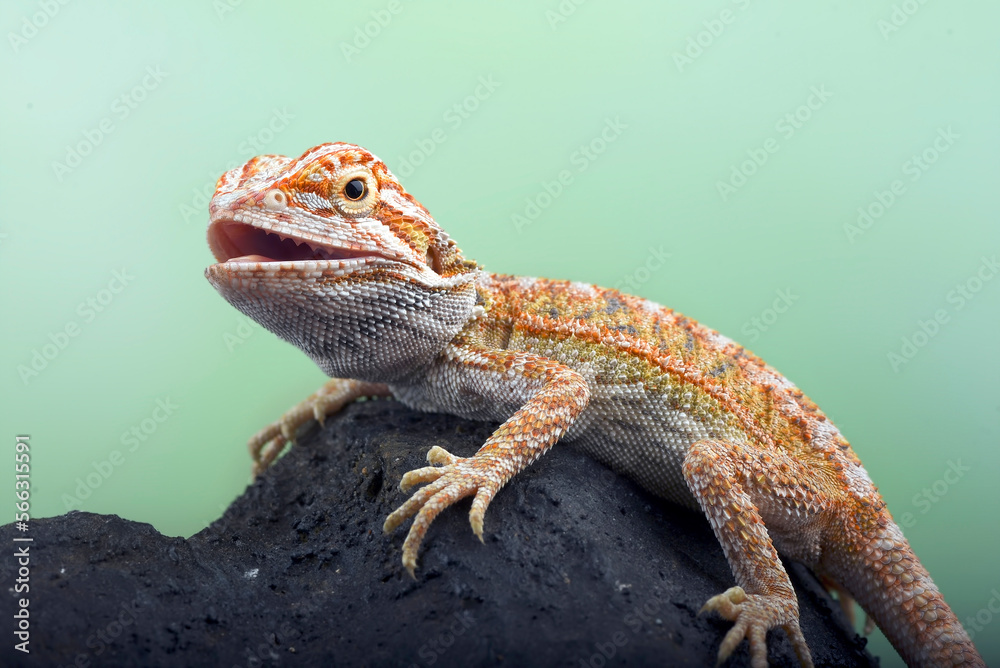 Fototapeta premium Baby bearded dragon on a rock