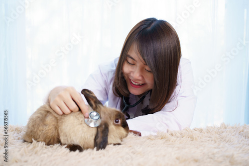 Asian female exotic veterinarian grooming and taking care a lovely cute little bunny in vet hospital.