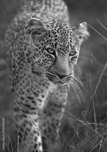 A closeup shot of a leopard, Masai Mara, Kenya