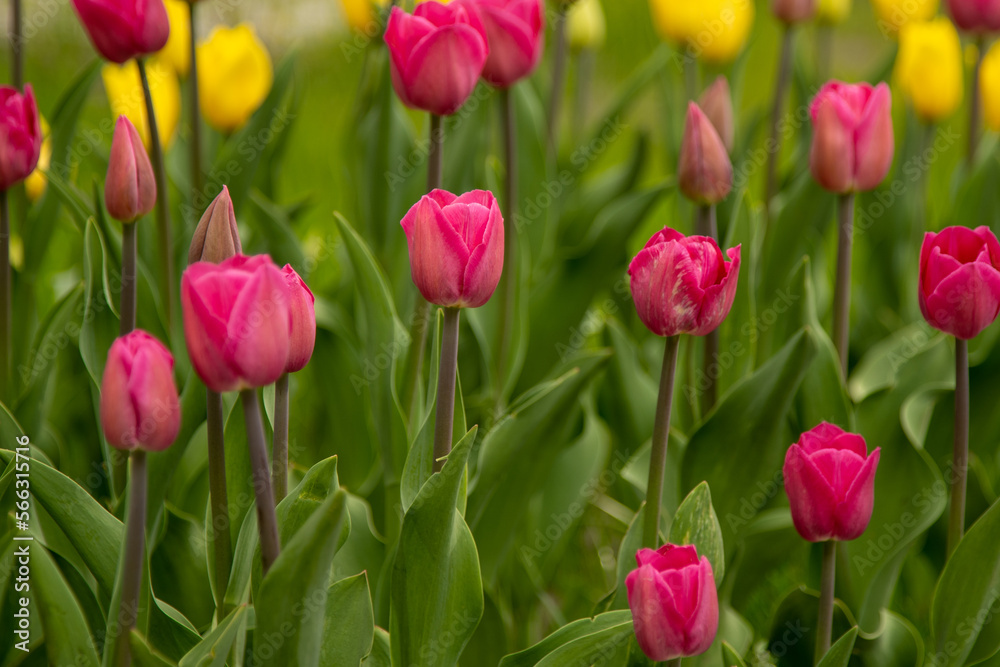 Pink tulips in a flower bed. The tulip bud in garden. Beautiful simple spring flowers. Floral background. To grow plants. Gardening.
