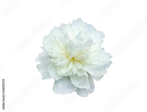 White peony flower isolated.