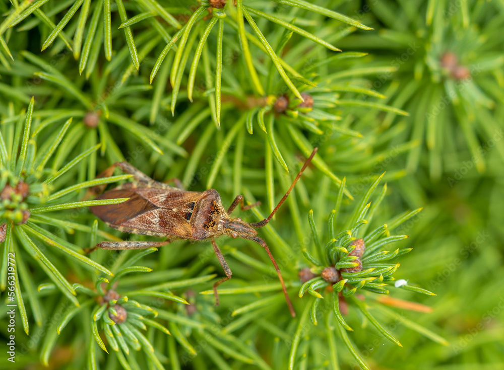 Conifer seed bug on pine tree Conifer seed bug on pine tree
