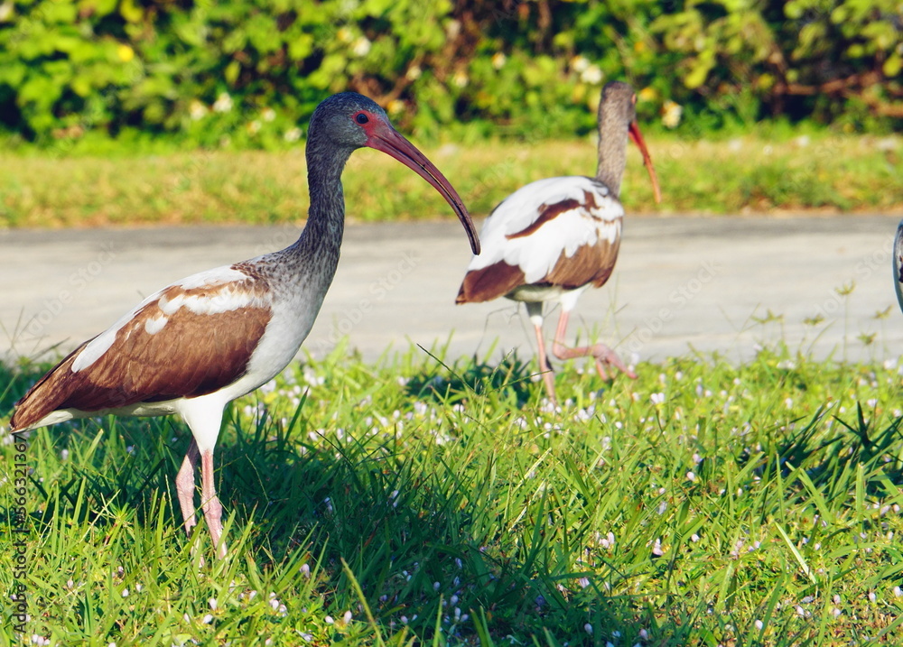 Fototapeta premium stork in the grass