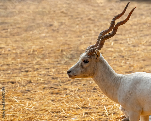 A Close up of a white buck