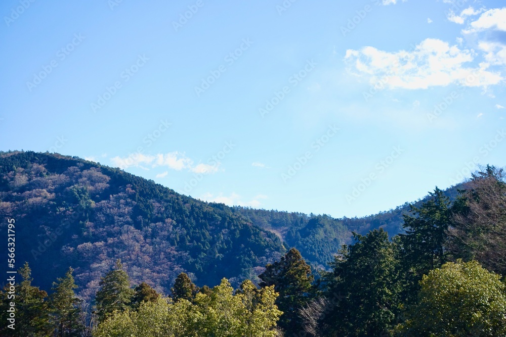 常緑樹が映える冬山