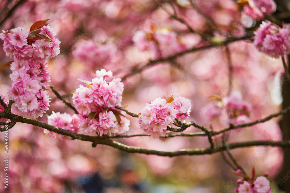 Branch of cherry blossom tree with pink flowers on a sunny spring day Branch of cherry blossom tree with pink flowers on a sunny spring day