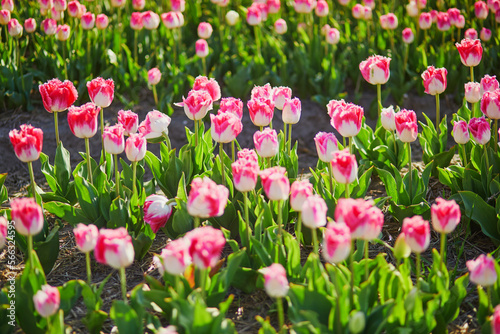 Scenic view of blooming tulip fields in Zuid-Holland, Netherlands