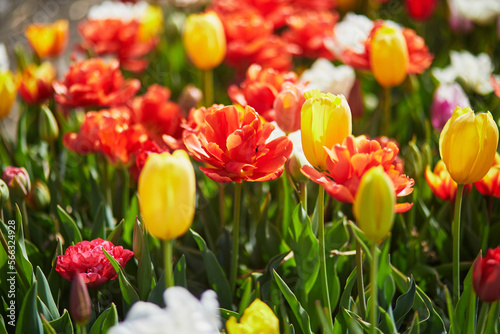 Scenic view of blooming tulip fields in Zuid-Holland, Netherlands