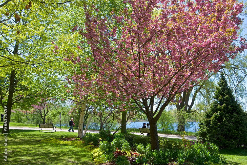 Scenic view of a public park lined by beautiful cherry trees in blossom.