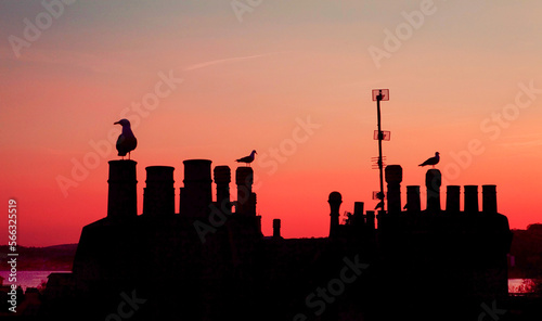 Skyline of London chimneys  roofs and seagulls on the pink sky background