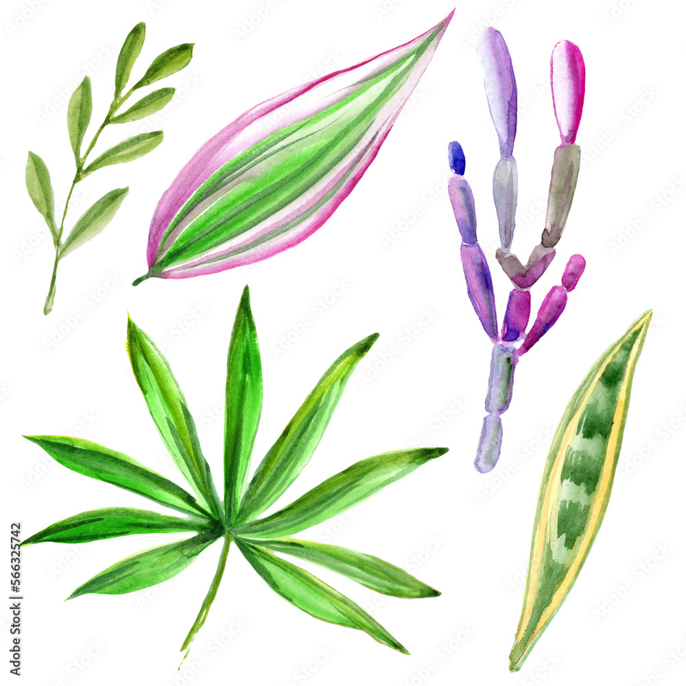 Obraz premium Watercolor leaves isolated on white background.