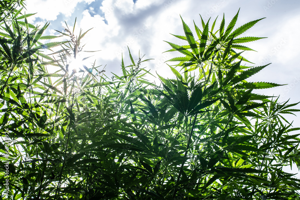 The cannabis plant in the bright rays of the sun against a blue sky with white clouds.