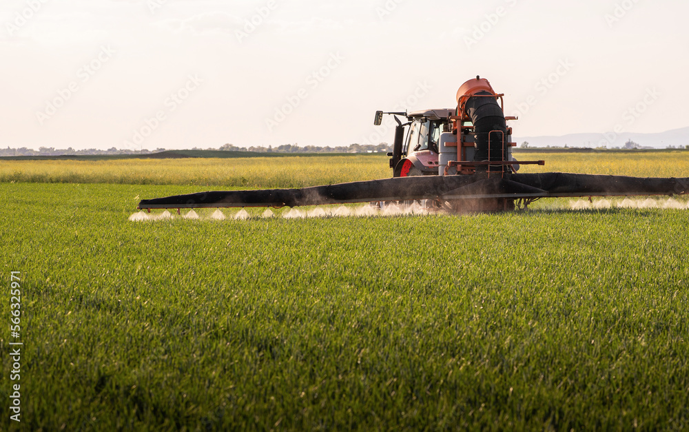 Fototapeta premium Tractor spraying pesticides wheat field.