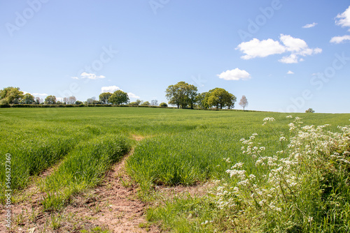 Summertime fields and hedgerows in the UK.