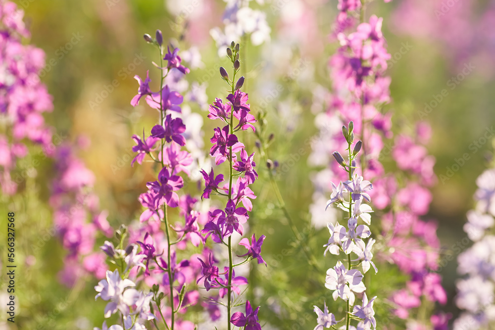 Delphinium elatum close up background. Multicolored Larkspur flowers, blue, pink flowers grows in the garden