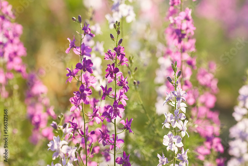 Delphinium elatum close up background. Multicolored Larkspur flowers  blue  pink flowers grows in the garden