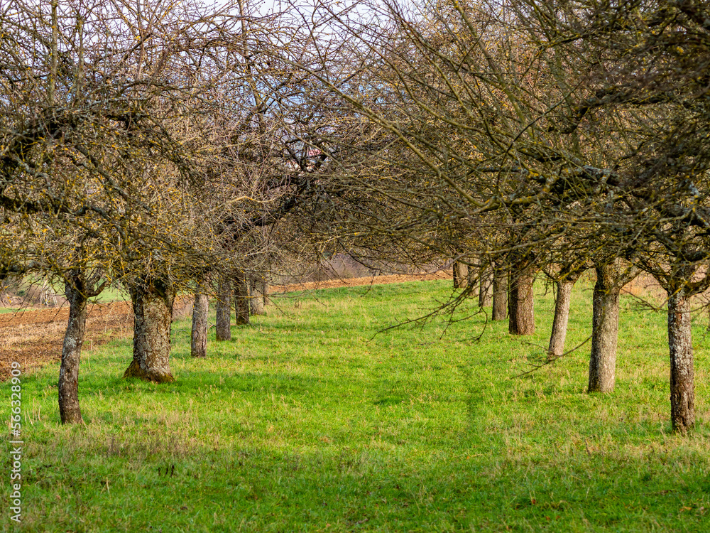 Baumgrundstück mit Obstbäumen im Winter Baumgrundstück mit Obstbäumen im Winter