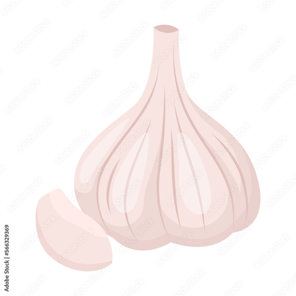 Drawing of garlic bulb and clove isolated on white background. Folk remedies for treatment of colds and flu, vector illustration. Health concept