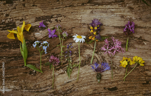 Wild flowers on old grunge background wooden lupine dandelions thyme mint bells rape